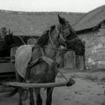 Turinskaya_loshad.avi_snapshot_00.43.26.727[1]