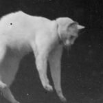 КіноІстоКиця №2. Перші коти в кіно: “Falling Cat” та “Boxing Cats”